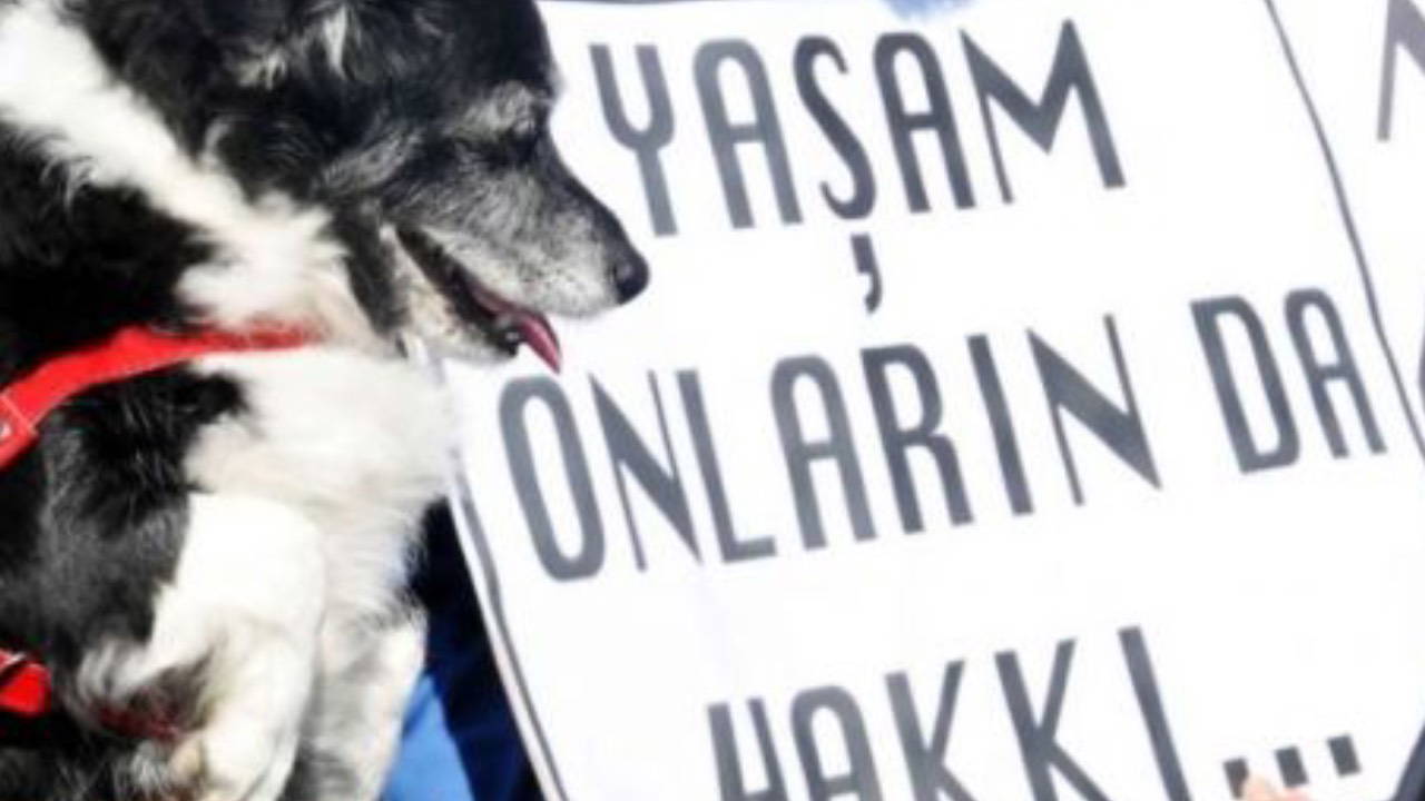 Adıyaman'da parçalanmış halde yavru kedi bulundu