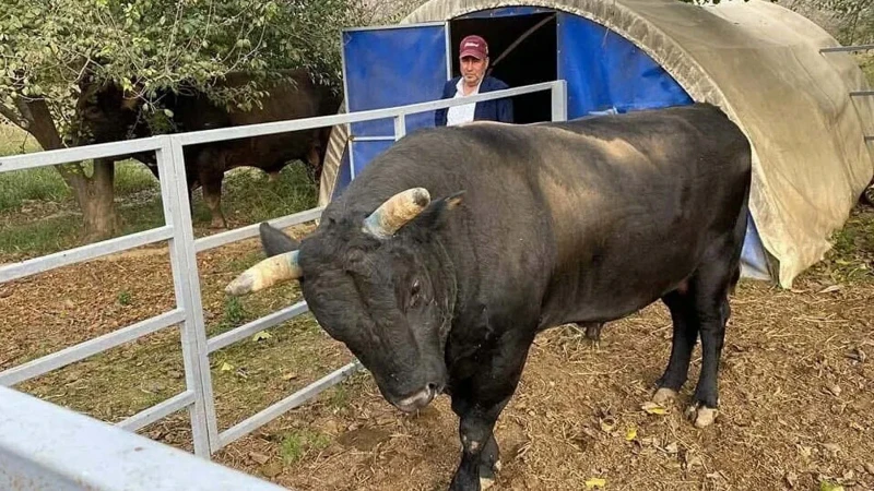 Bakımını yaptığı boğa can aldı: 51 gün sonra acı haber