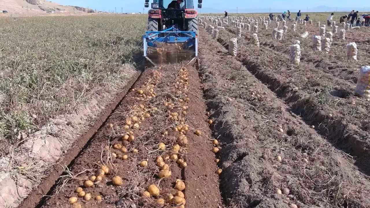 Depoda 4 lira, tarlada 25 lira! Dönüm başı 3 ton verim...