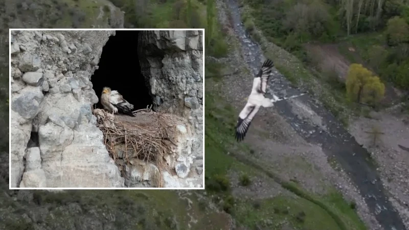 Gökyüzünde süzülürken dronla görüntüledi
