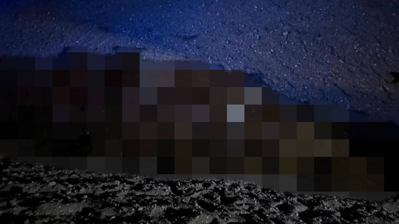 Iğdır’da arı saldırısı faciaya dönüştü: 400 koyun hayatını kaybetti
