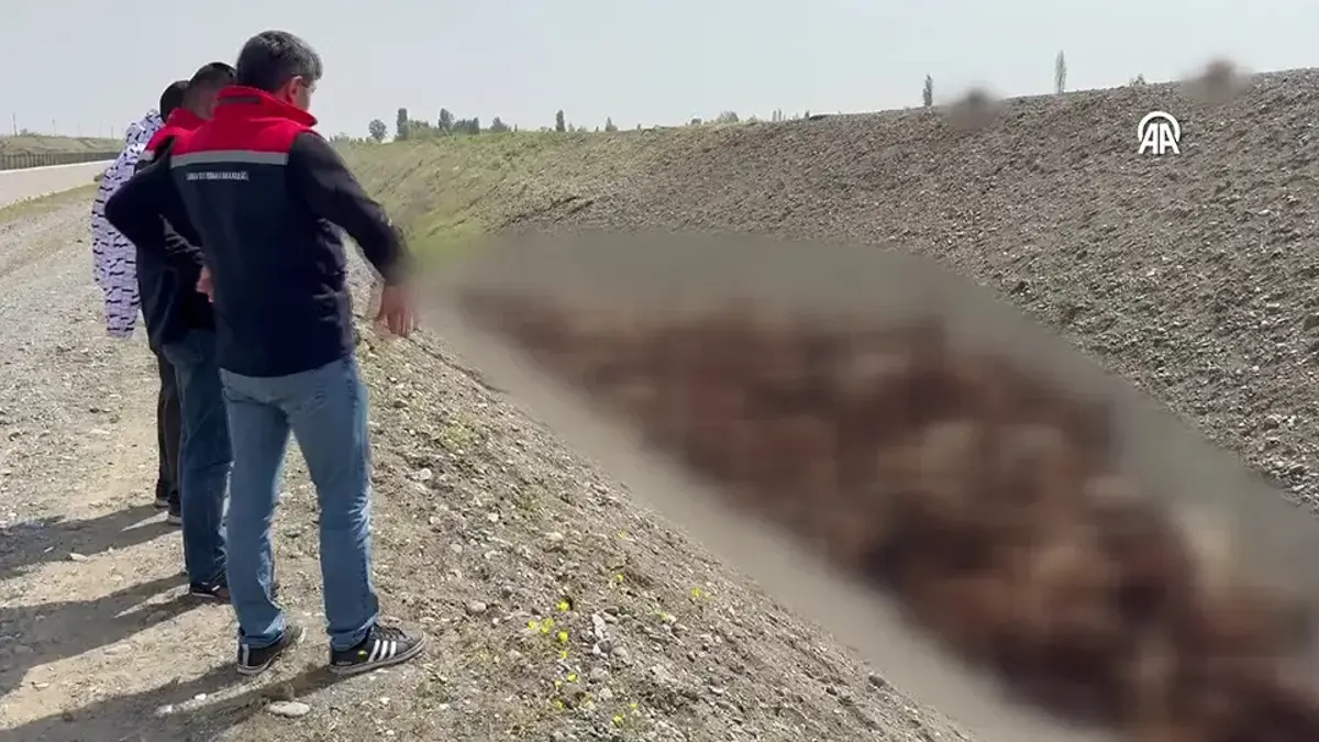 Koyun sürüsünde "arı" izdihamı
