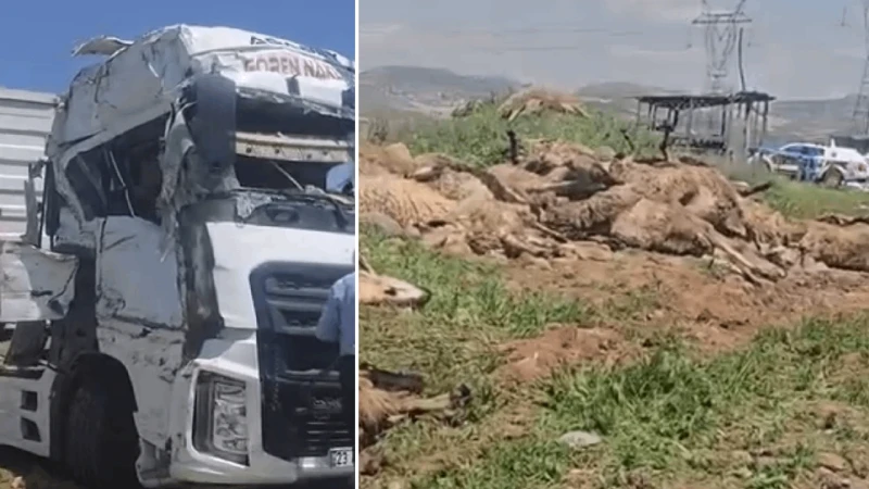 Malatya’da küçükbaş hayvan yüklü tır devrildi: İki kişi yaralandı, 80 koyun telef oldu
