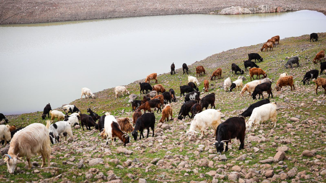 Meralardaki gölet sayısı artıyor