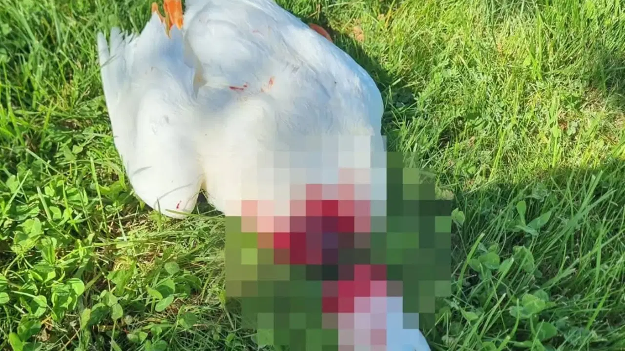 Nevşehir'de başı kesilmiş kaz bulundu