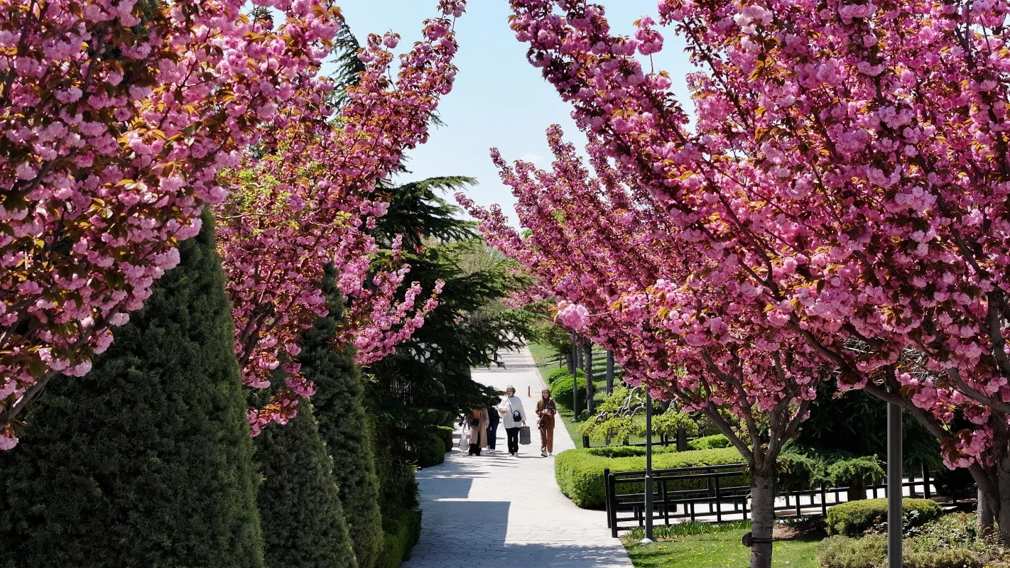 Sakuralar için Japonya'ya gitmenize gerek yok: Konya'da sakura mevsimi başladı