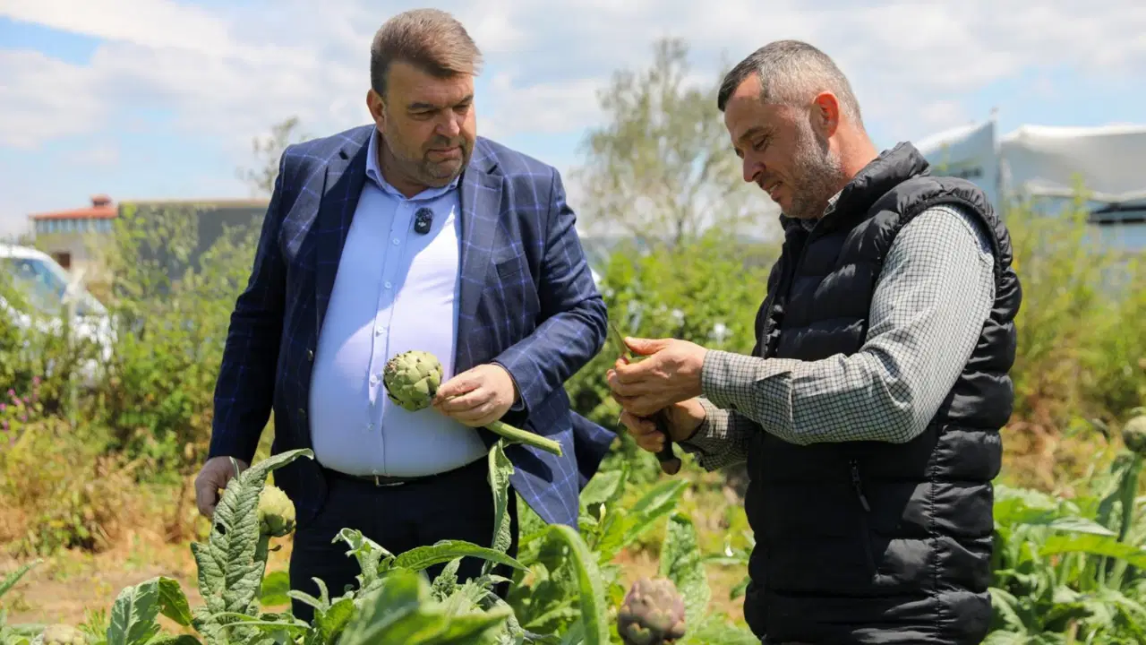 Seferihisar’da enginar hasadı zamanı