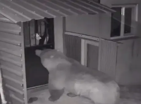 Yine aynı ev! Vaşak ve tilkiden sonra bu kez ayı görüldü