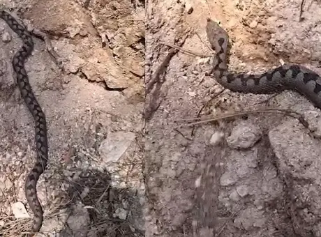 Zehriyle biliniyor! Kentte büyük panik yarattı: Gözlerine inanamadık